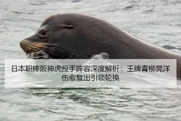 日本职棒阪神虎投手阵容深度解析：王牌青柳晃洋伤愈复出引领轮换