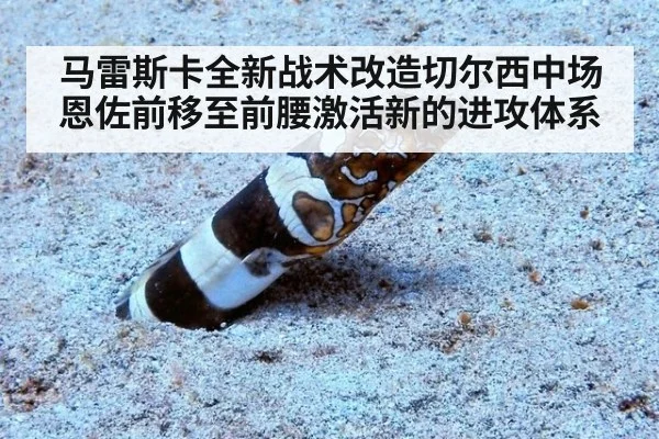 马雷斯卡全新战术改造切尔西中场恩佐前移至前腰激活新的进攻体系