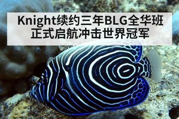 Knight续约三年BLG全华班正式启航冲击世界冠军